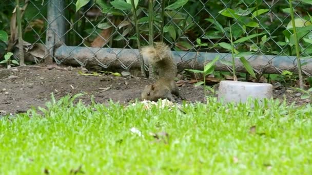 Écureuil prenant la nourriture sur le sol — Video