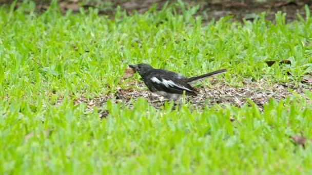Magpie robin is eating — Stock Video