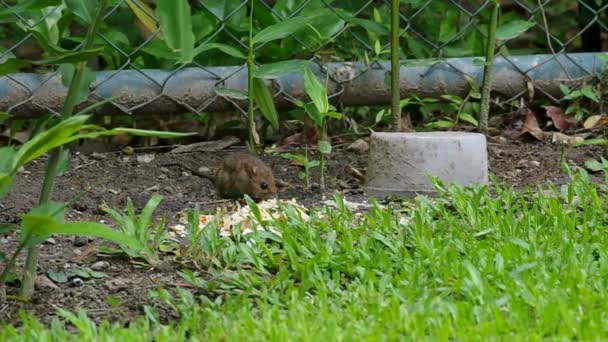 Крыса ест пищу на полу — стоковое видео