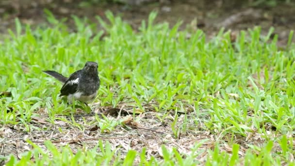 Magpie robin comer carne de porco — Vídeo de Stock