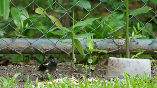 Magpie robin äter mat — Stockvideo