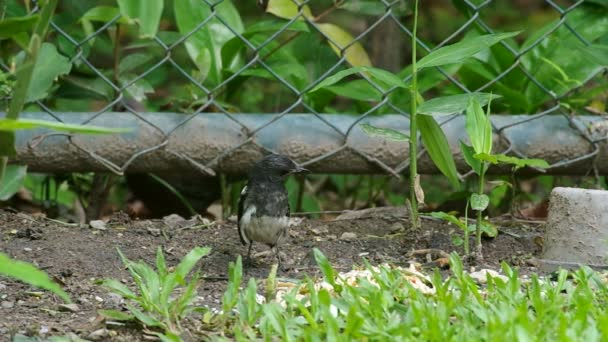 Magpie robin and Spotted-necked dove — Stock Video