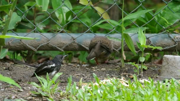 Magpie robin kör från Spotted hals duva — Stockvideo