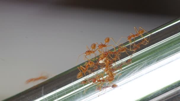 Плетеные муравьи покрывают пищу — стоковое видео