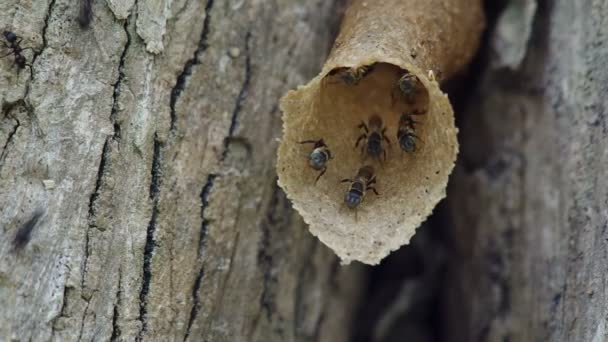 stingless bee ant black ant on the tree bark