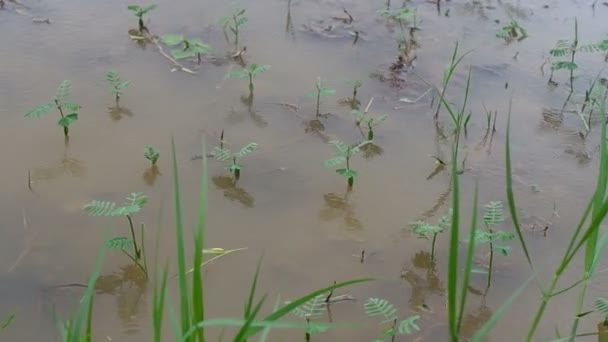 Reisfeld voller Wasser verlassen — Stockvideo