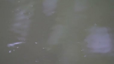 Balık su yüzeyi üzerine atlama