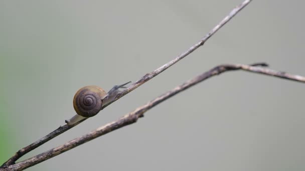 Snail climbing tree branch — Stock Video