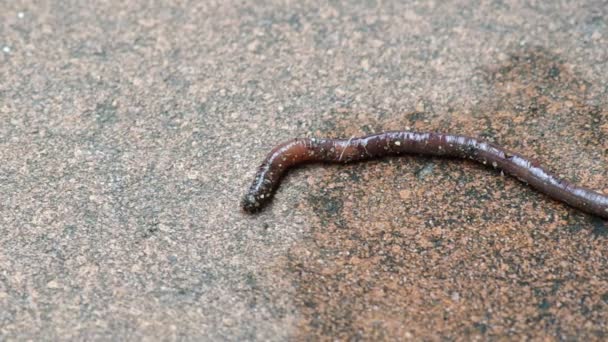 Aardworm aangevallen door ant — Stockvideo