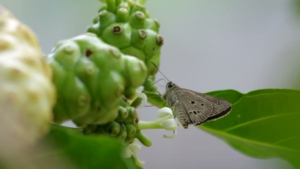 Mariposa chupando el néctar de la flor — Vídeo de stock