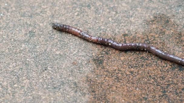 Regenwurm erleichtert Angriff von Ameisen — Stockvideo