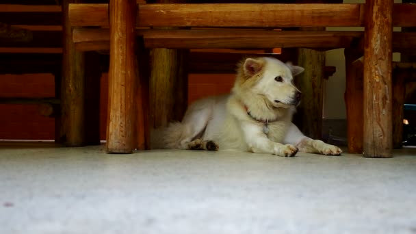 Dog laying down under the bench — Stock Video