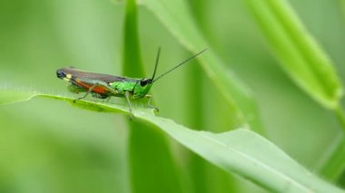 Çekirge ve yenmiş yaprak
