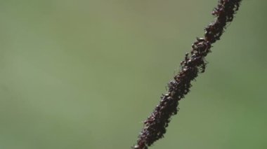 grup satırındaki karınca