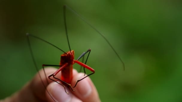 La gente coge el insecto hamipterano rojo — Vídeo de stock