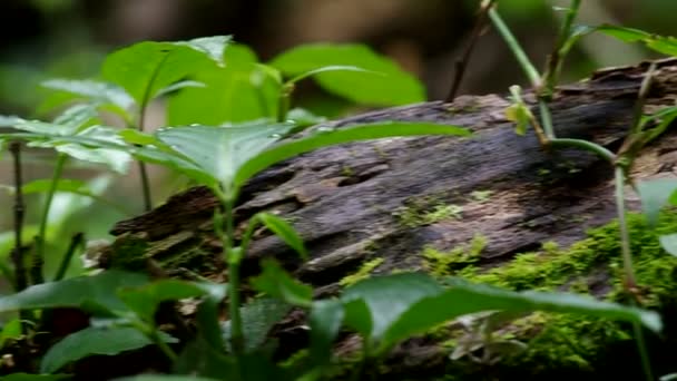 Madera descompuesta en bosque tropical — Vídeos de Stock