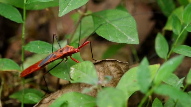 Red hemipteran bug escape — Stock Video