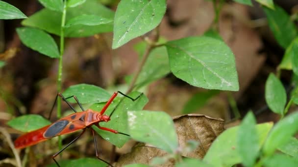 rouge hémiptère bug escalade 