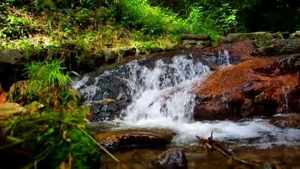 cascade avec zone riveraine en forêt tropicale 