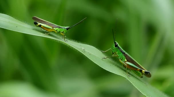 Grasshoppers on leaf — Stock Video