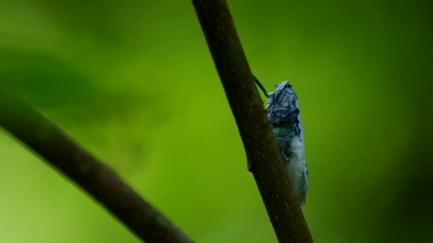 Insecto salvaje descansando en la rama — Vídeo de stock