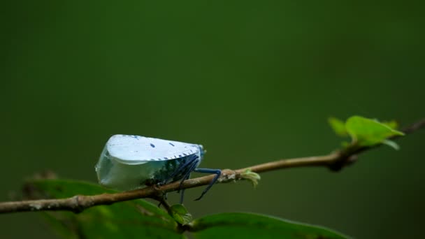 Insecto volando — Vídeos de Stock