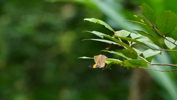 Schmetterling ruht sich auf dem Pflanzentrieb aus — Stockvideo