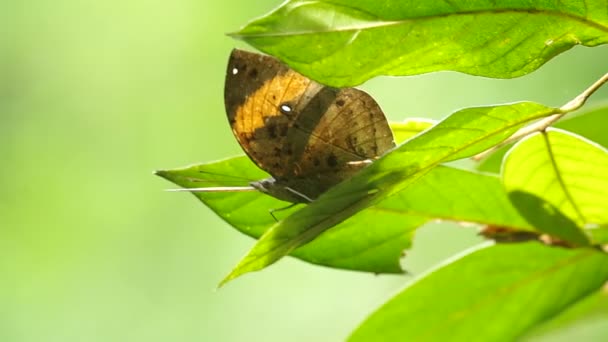 Schmetterling fliegt davon — Stockvideo