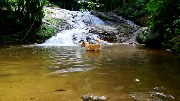 Un perro en la cascada — Vídeo de stock