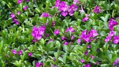 sarımsak sarmaşık çiçek ve Rüzgar