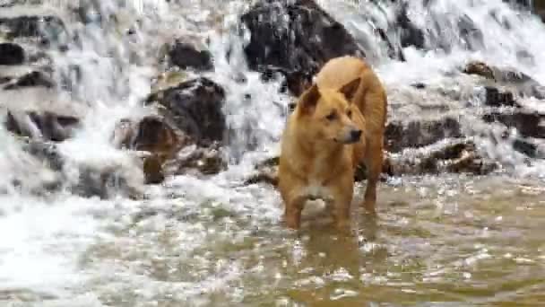 Hund und der Wasserfall — Stockvideo