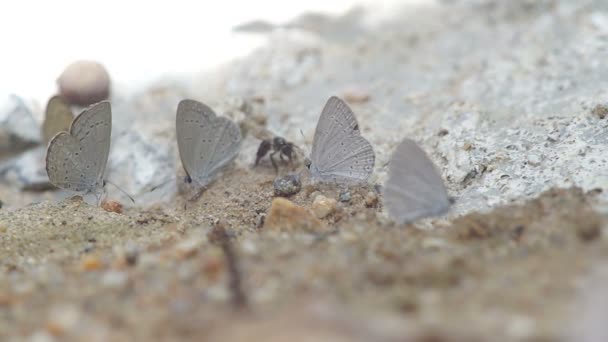 Schmetterling und Bienen trinken Mineralwasser aus dem Boden — Stockvideo