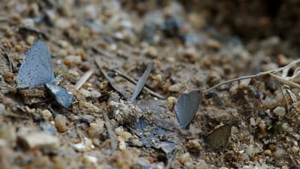 Butterflies drinking mineral from soil — Stock Video