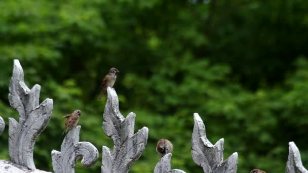 Sparrow on the roof structure — Stock Video