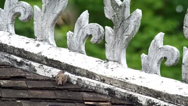 Moineau sauter et voler loin — Video