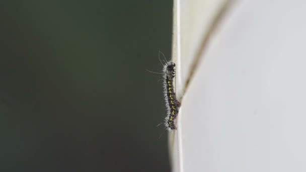 Worm climbing the wall — Stock Video