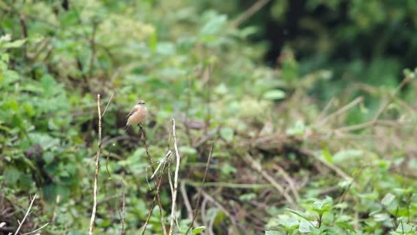 Stejneger de roodborsttapuit op de tak — Stockvideo