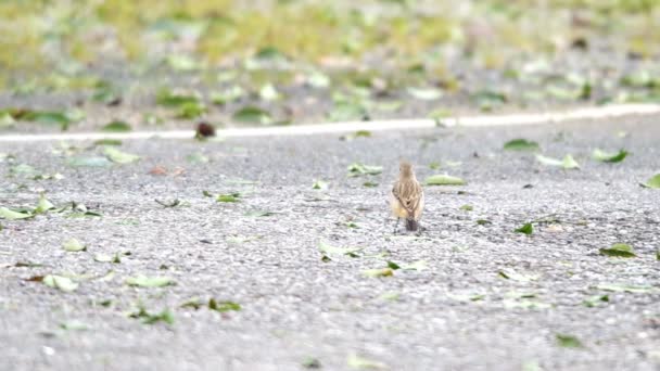 Stonechat de Stejneger descansando na estrada e voando para longe — Vídeo de Stock