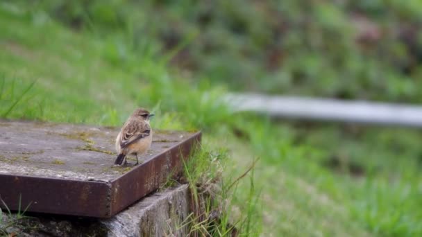 Stejneger's Stonechat repose sur du ciment et s'envole 