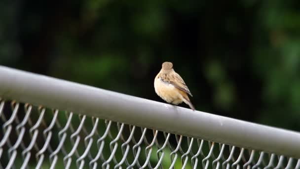 Stjneger 's Stonechat покоится на железном заборе — стоковое видео