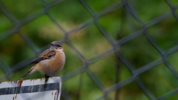 Stonechat de Stejneger por trás da cerca — Vídeo de Stock