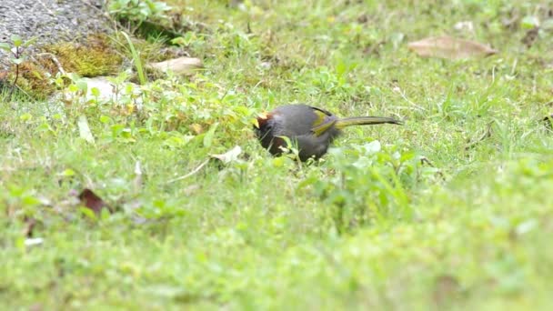 Silver-eared fnittertrast söker efter mat — Stockvideo