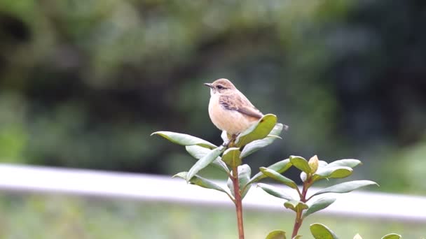 Stejneger barátait Stonechat többi növény lő — Stock videók