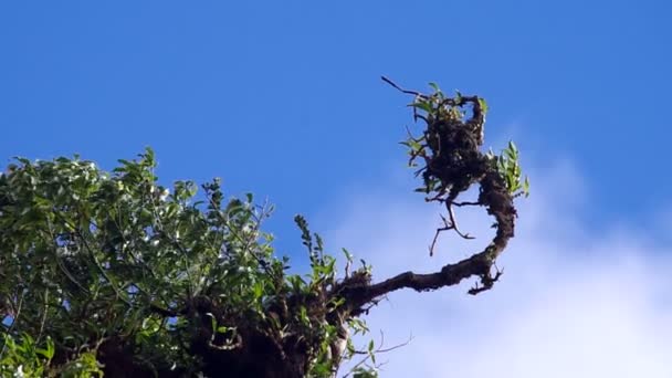 Tunas tanaman tropis di bawah awan mengalir — Stok Video