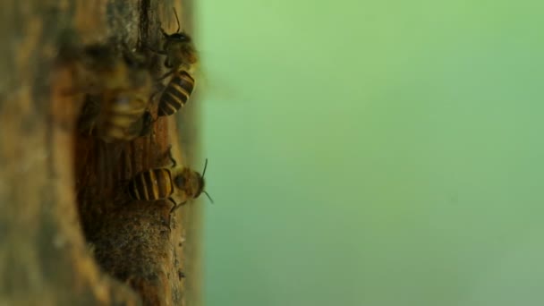 Biene fliegt aus dem Eingang — Stockvideo