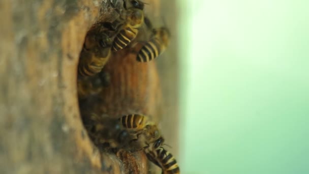 Пчелы у входа в улей — стоковое видео