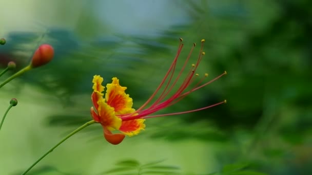 Cimier de paon fleur — Video