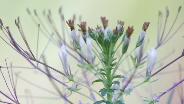 Wild spider flower and wind — Stock Video