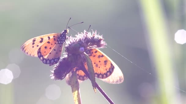 Mariposa con la luz de la mañana — Vídeos de Stock