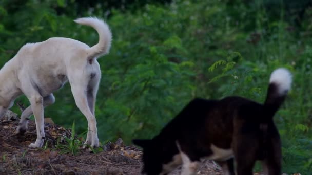 chiens formant un groupe et marchant ensemble 